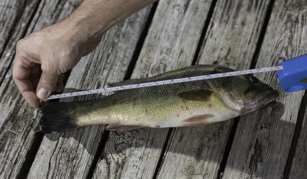 Smith's Balanza Electronica Portatil