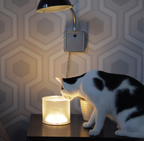 Luci Lux